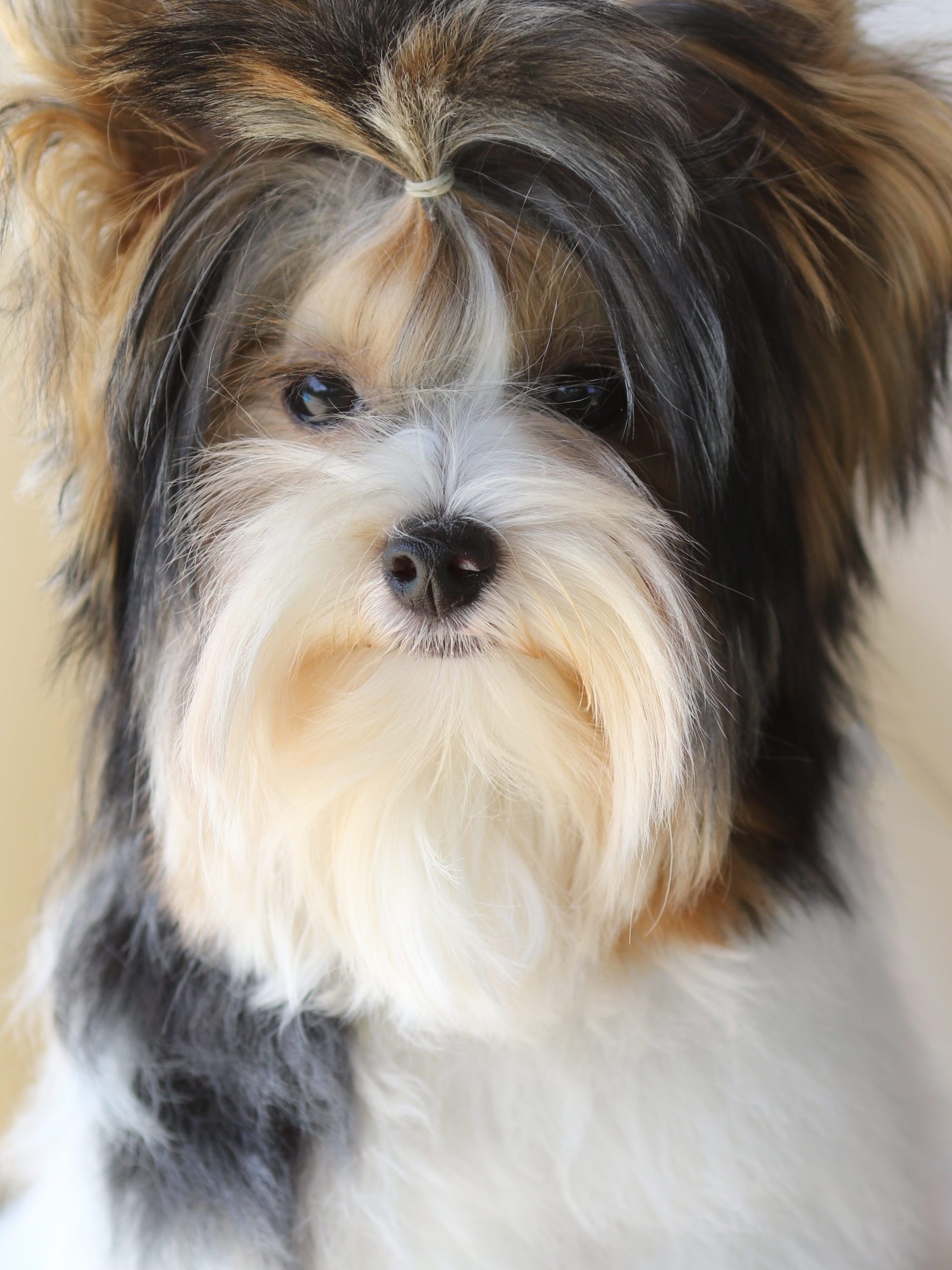Chiot Biewer
